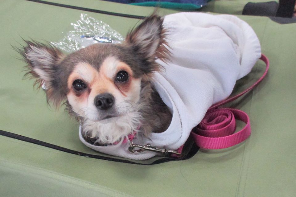 Dog Adoption Day at Petsmart 12/14 - PA CARING HEARTS